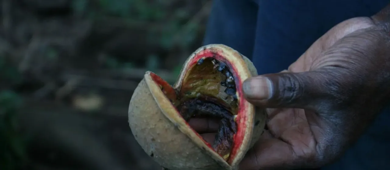 Sterculia vitiensis