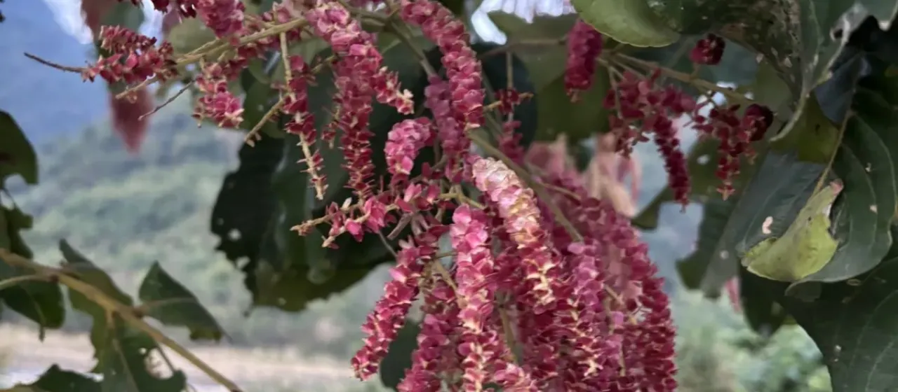 Terminalia myriocarpa