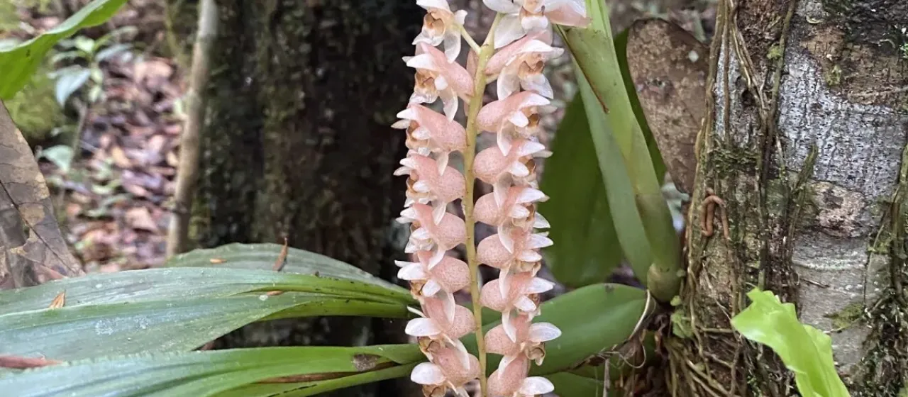 Chinese Rattlesnake Orchid
