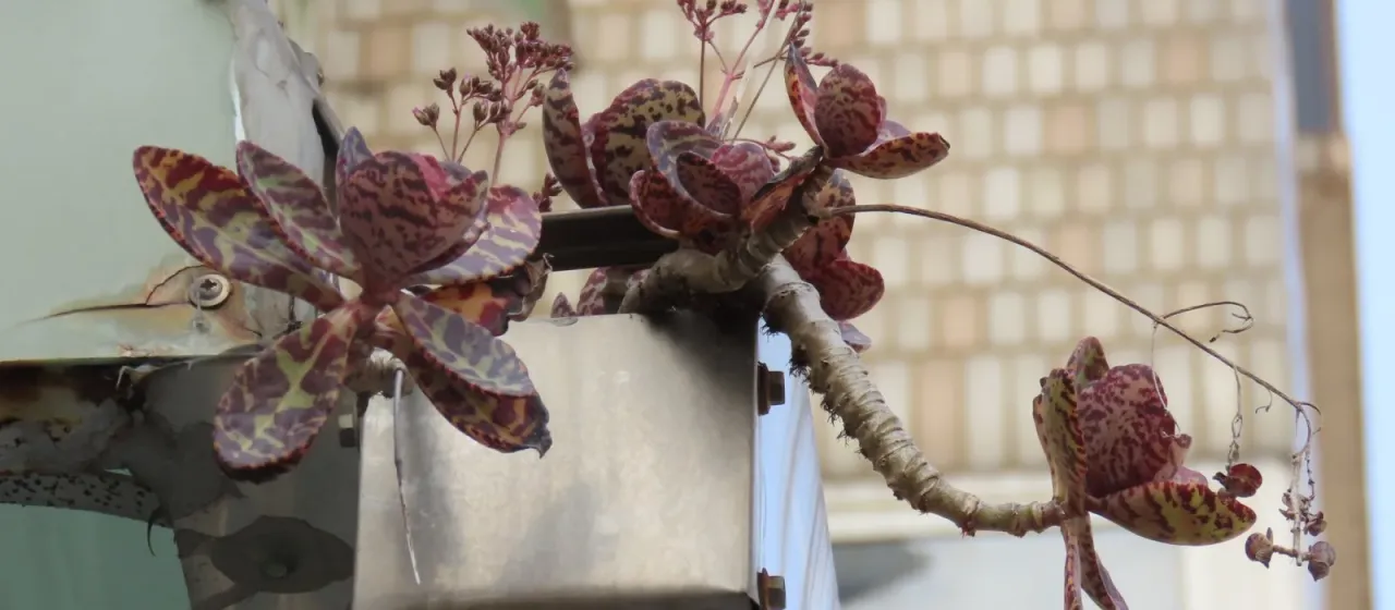 Kalanchoe humilis