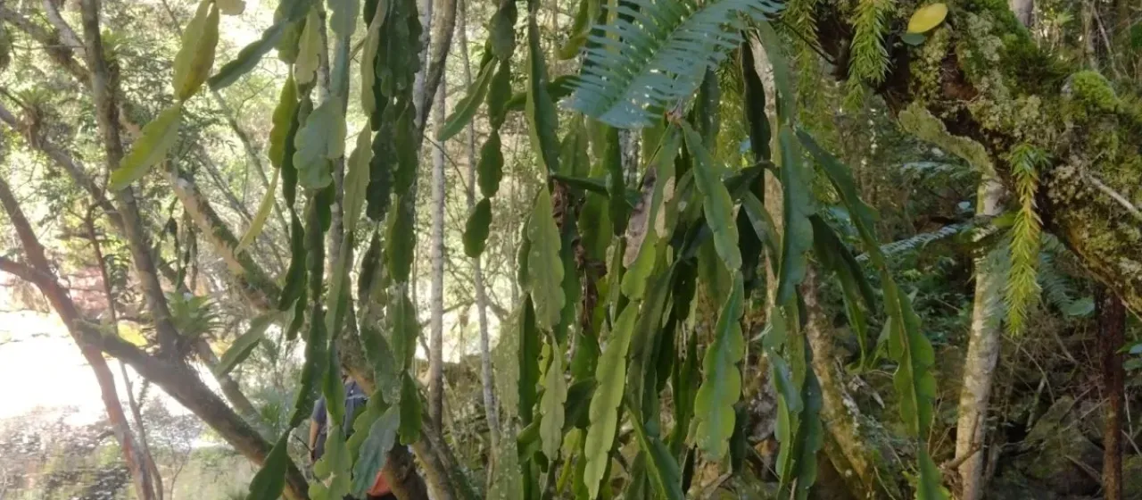 Rhipsalis russellii