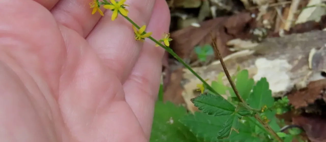 Japanese agrimony