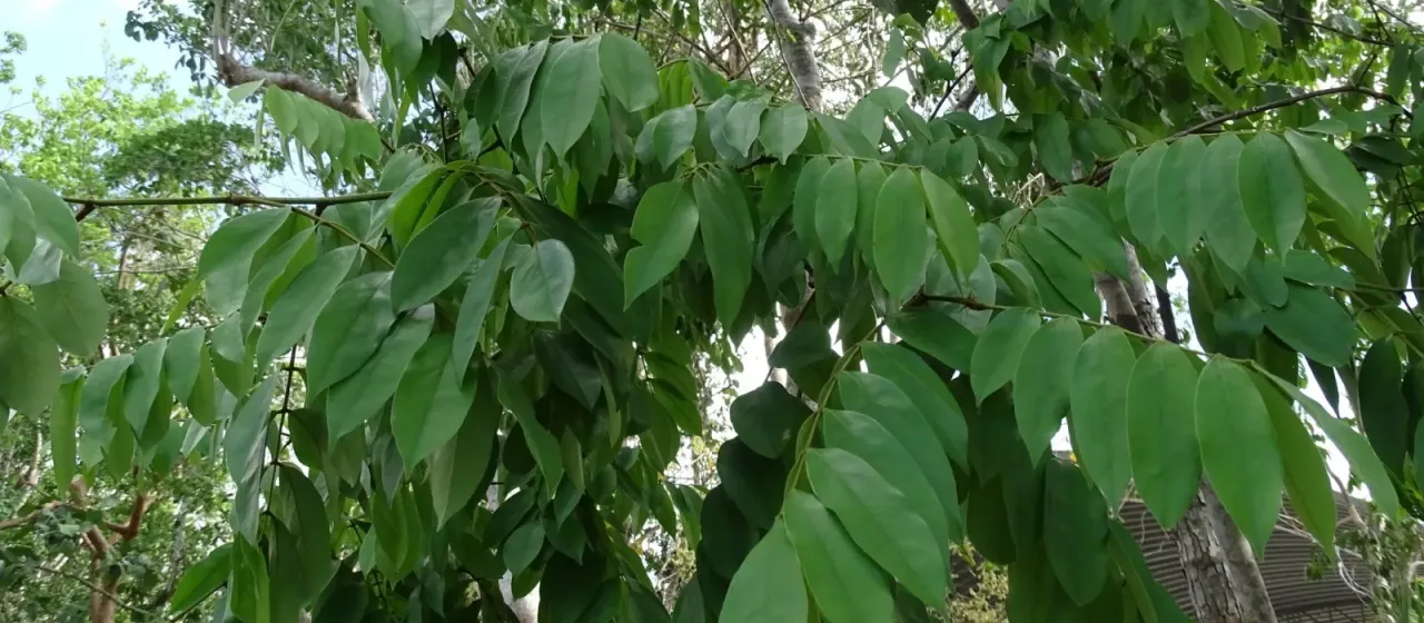 Сварция кубинская