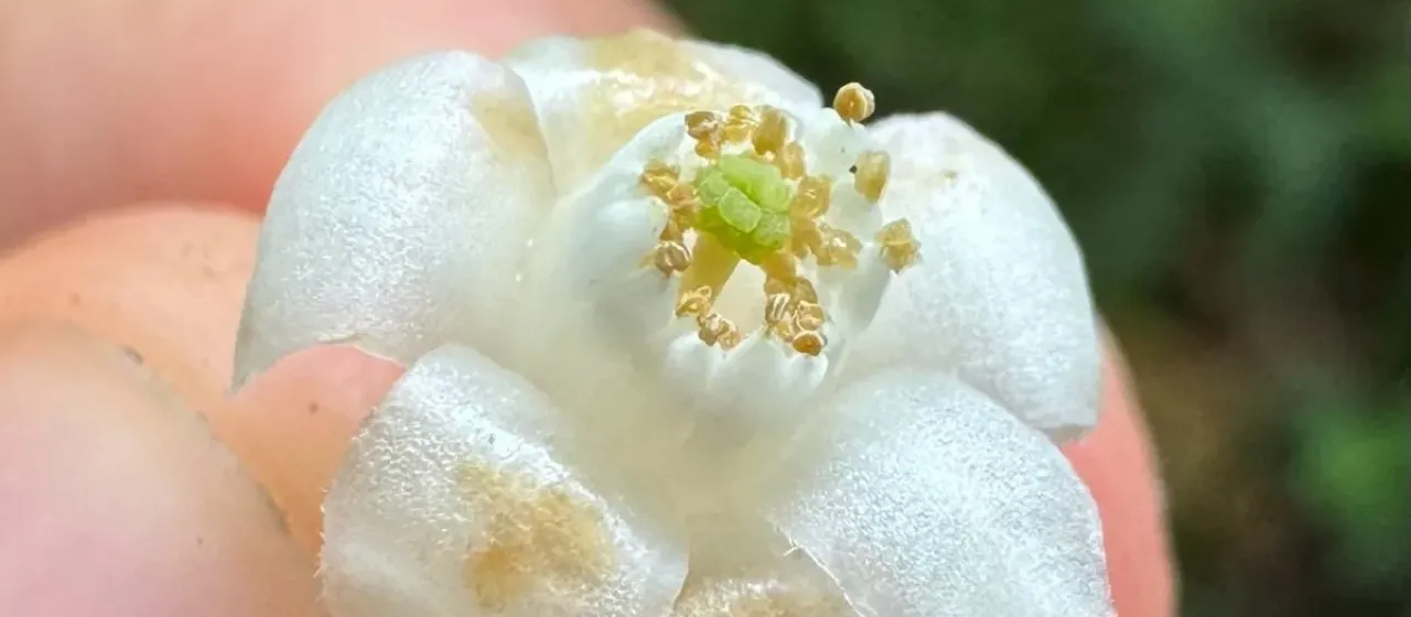 Symplocos martinicensis