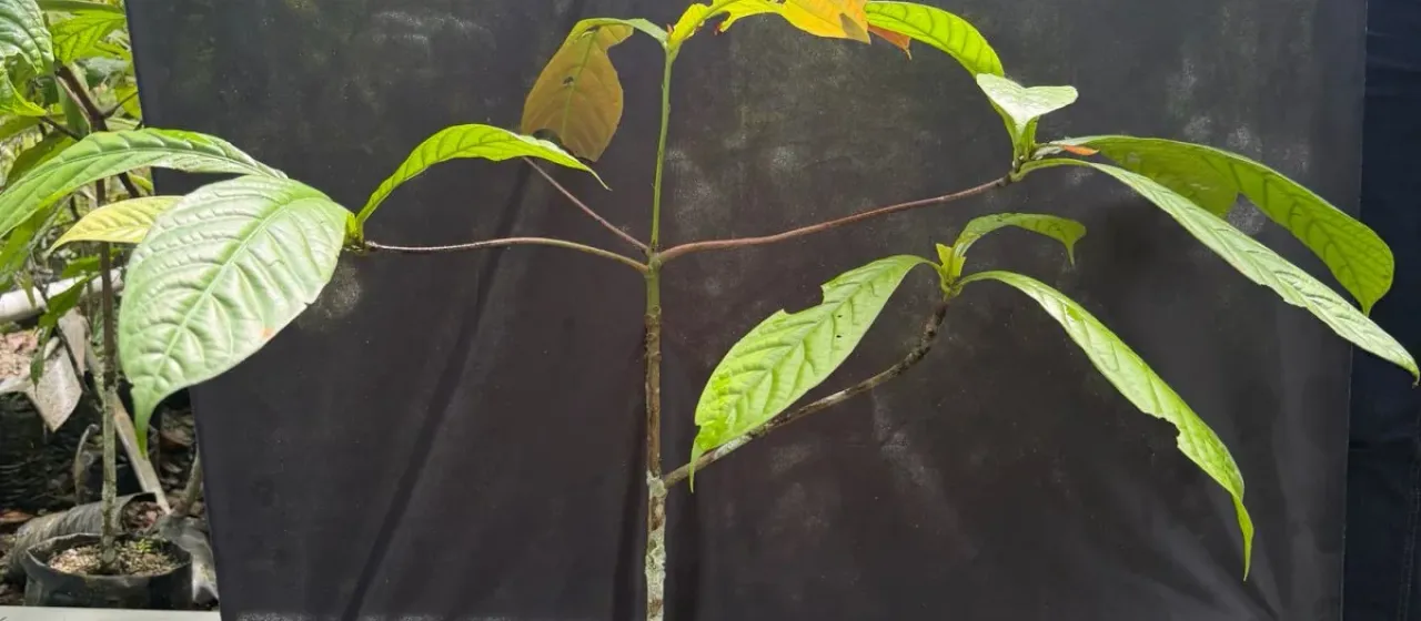 Nothaphoebe panduriformis