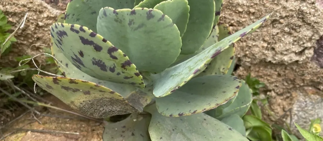 Kalanchoe marmorata