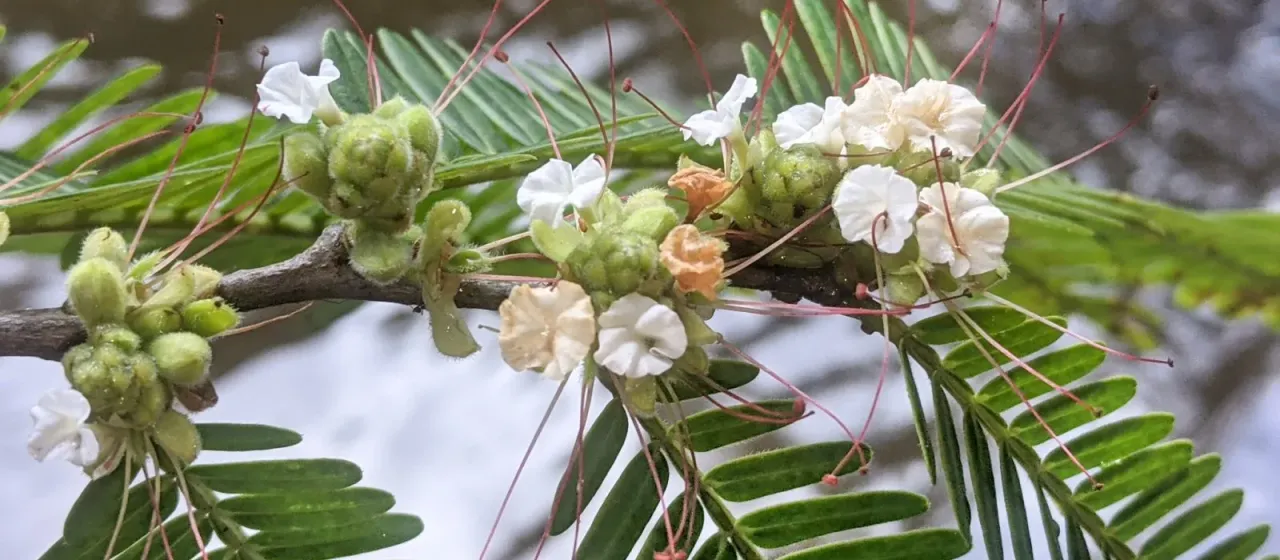 Macrolobium acaciifolium