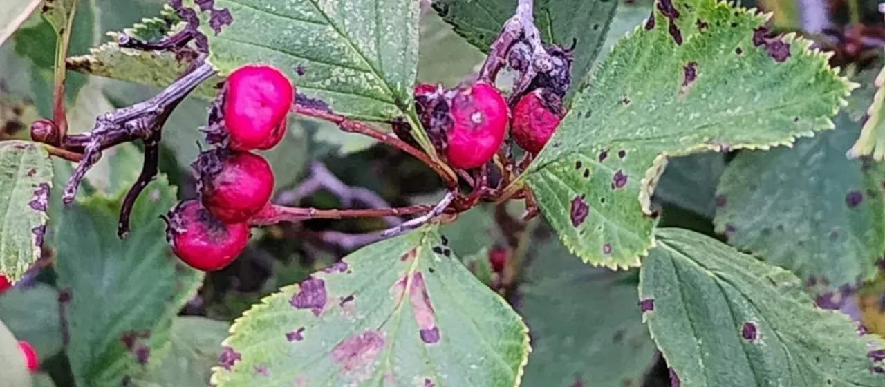 Crataegus scabrida