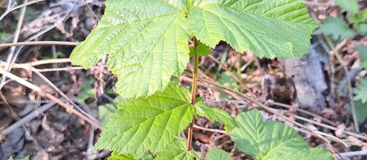 Filipendula glaberrima