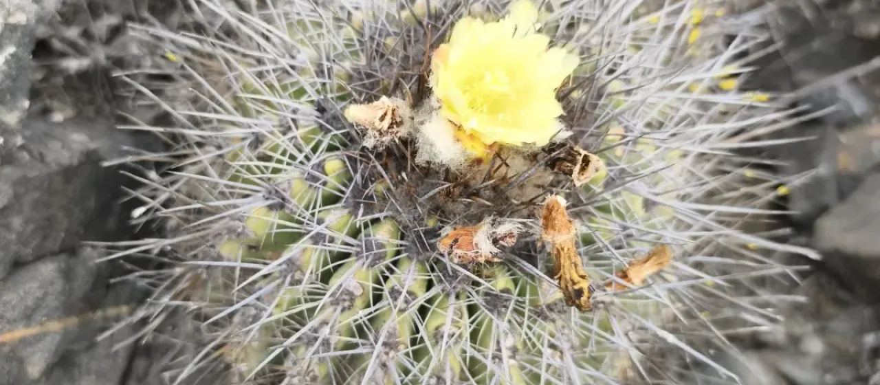 Copiapoa pendulina