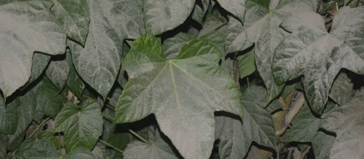 Brassaiopsis hainla
