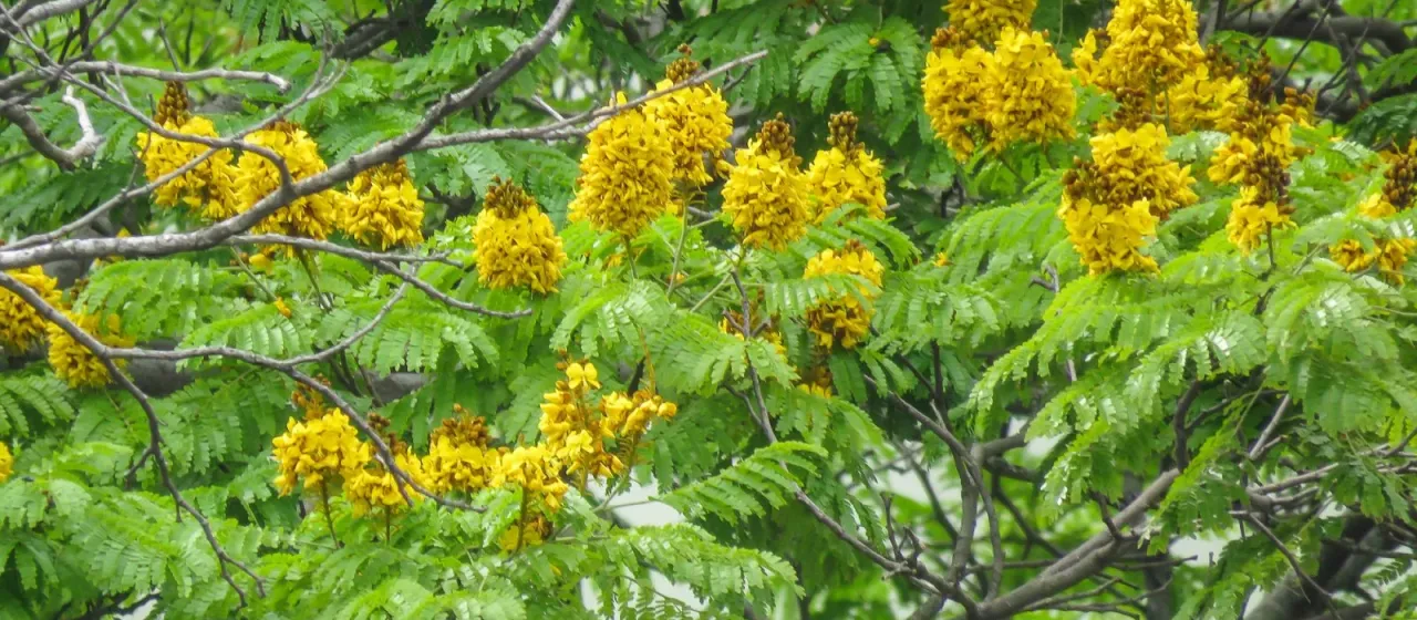 Cenostigma pluviosum