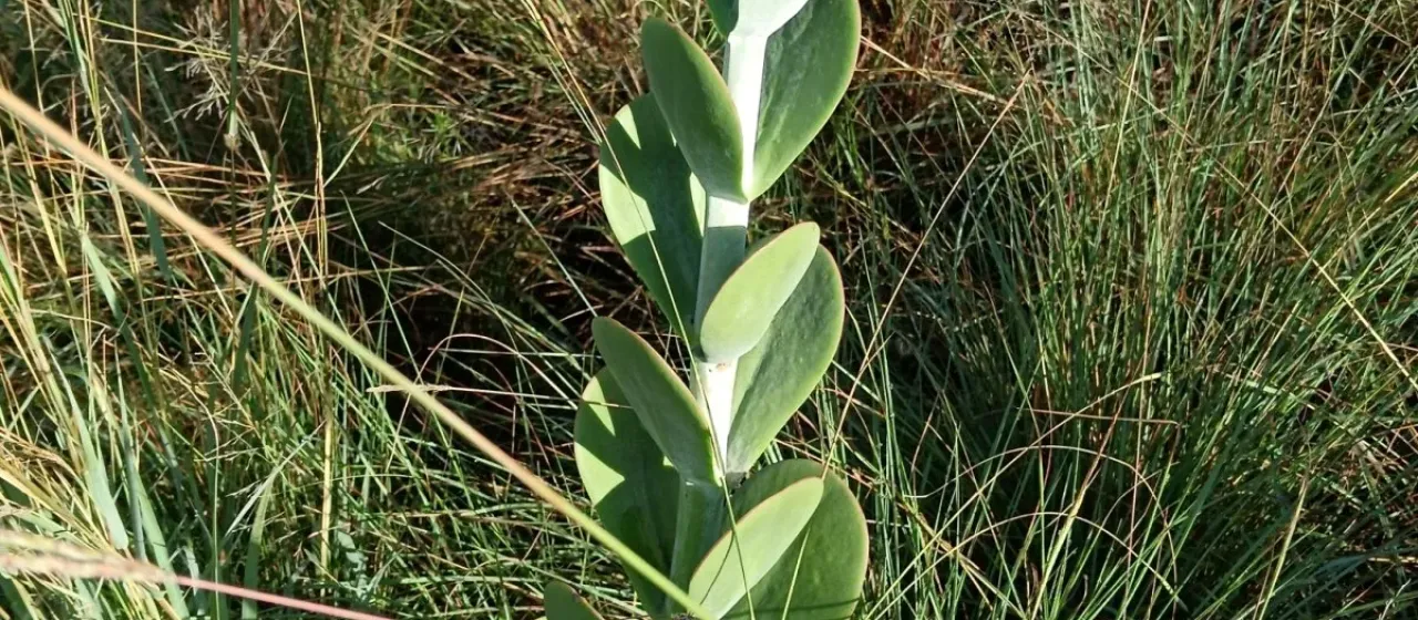 Kalanchoe thyrsiflora