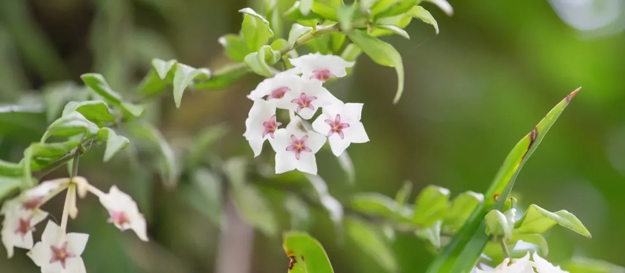 Hoya lanceolata