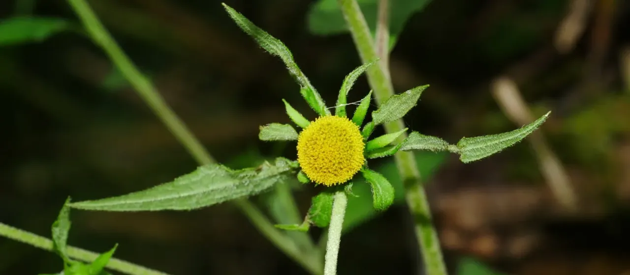 Carpesium nepalense