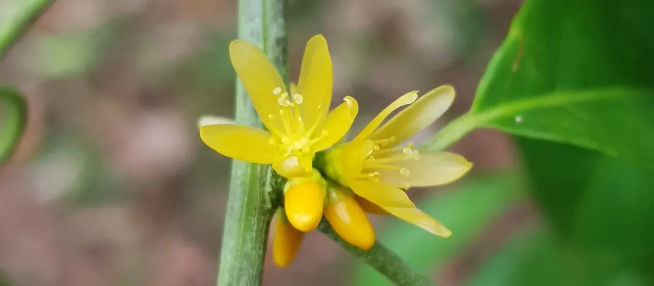Hugonia griffithiana