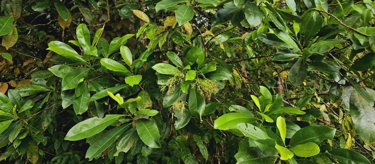 Ixonanthes icosandra