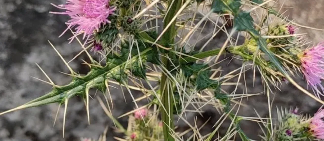 Cirsium verutum