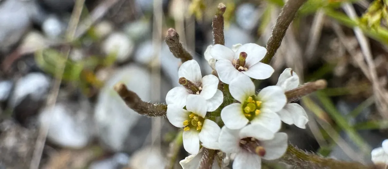 Low arctic rockcress