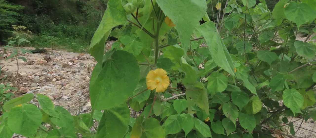 Abutilon mollis