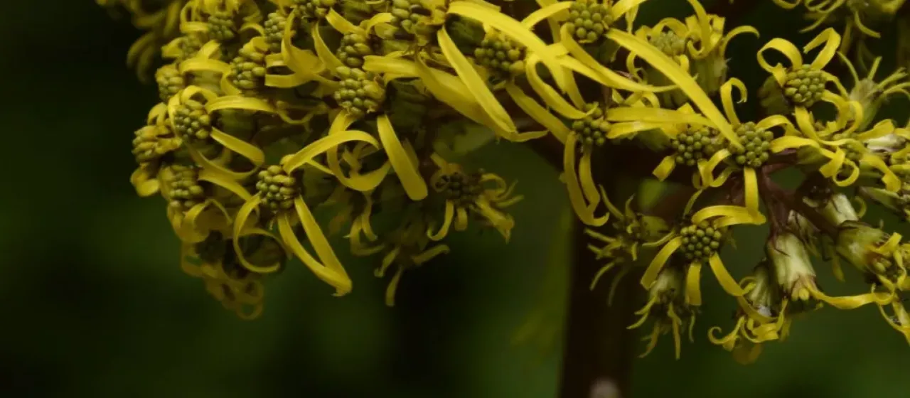 Ligularia amplexicaulis