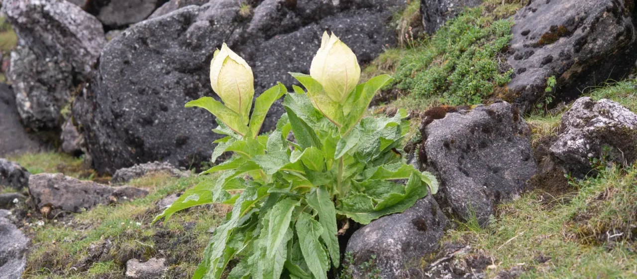 Saussurea obvallata