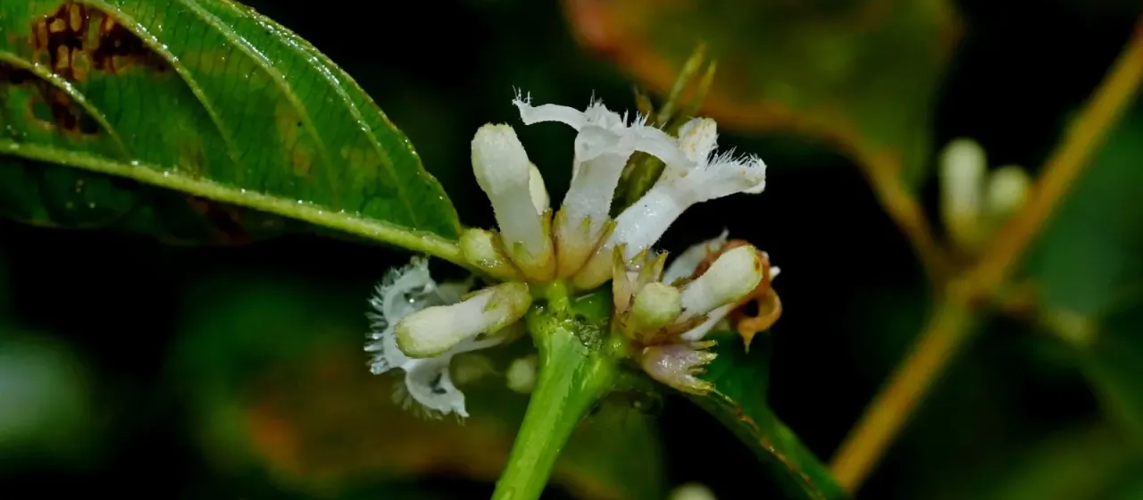 Lasianthus japonicus
