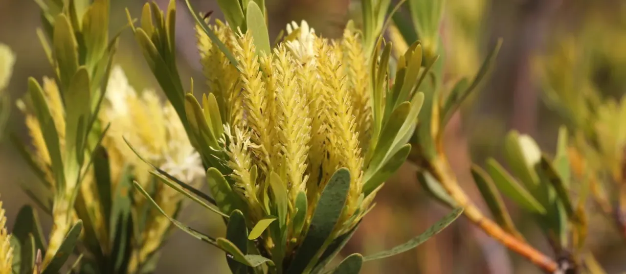Aulax umbellata