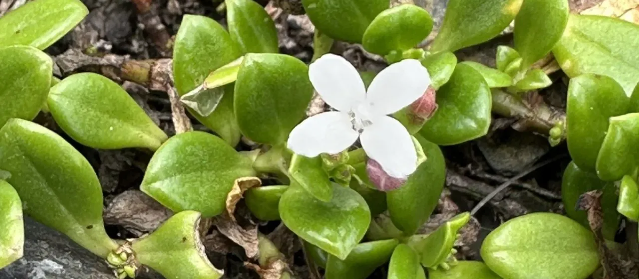 Leptopetalum strigulosum