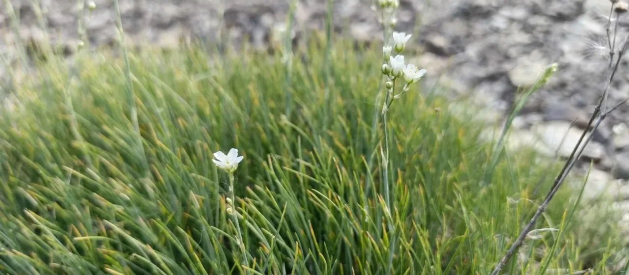 Rock sandwort