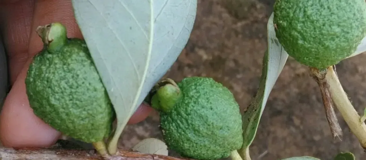 Psidium grandifolium