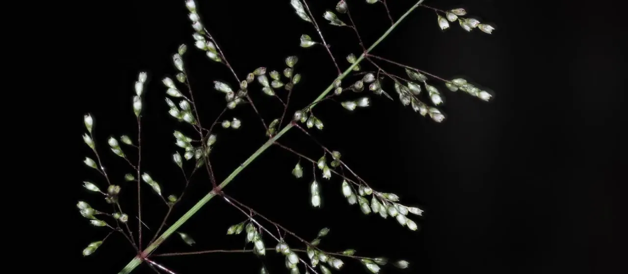 Coromandel dropseed
