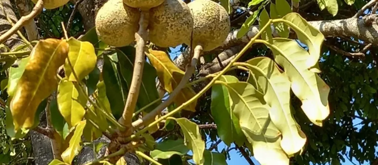 Khaya anthotheca