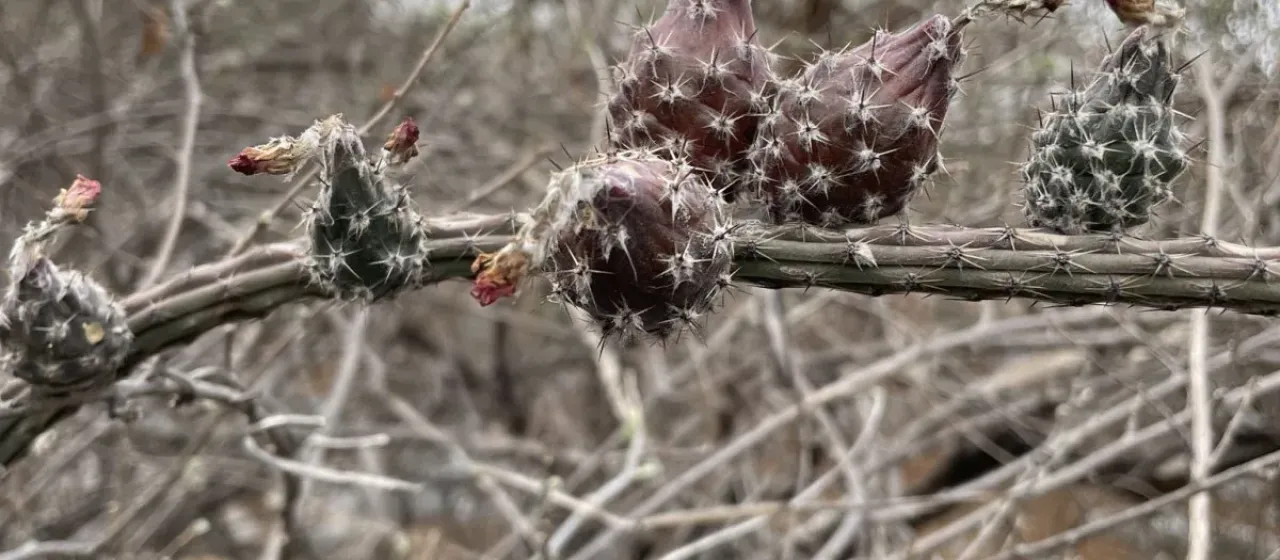 Peniocereus viperinus