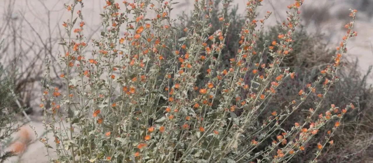 Orcutt's globemallow