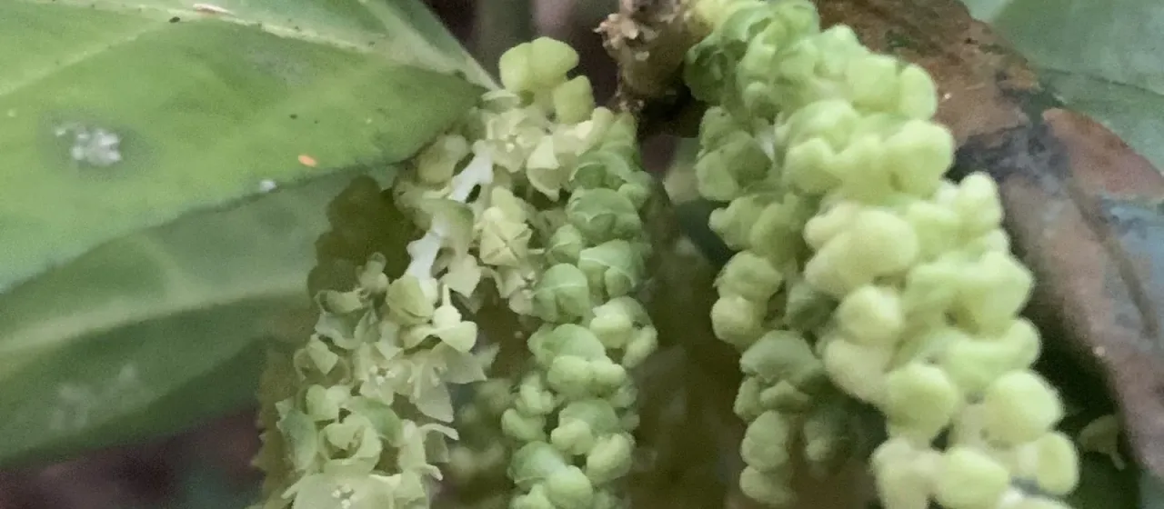 Lepionurus sylvestris