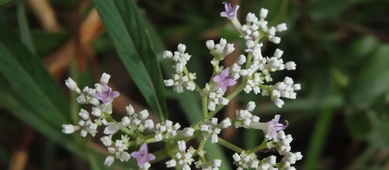 Knoxia corymbosa
