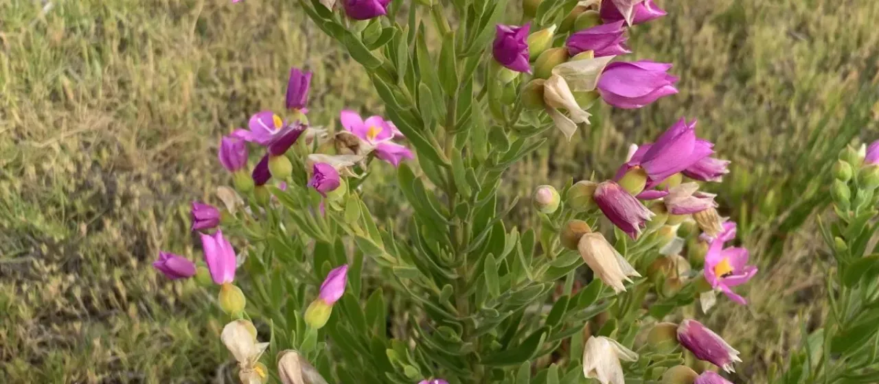 Orphium frutescens