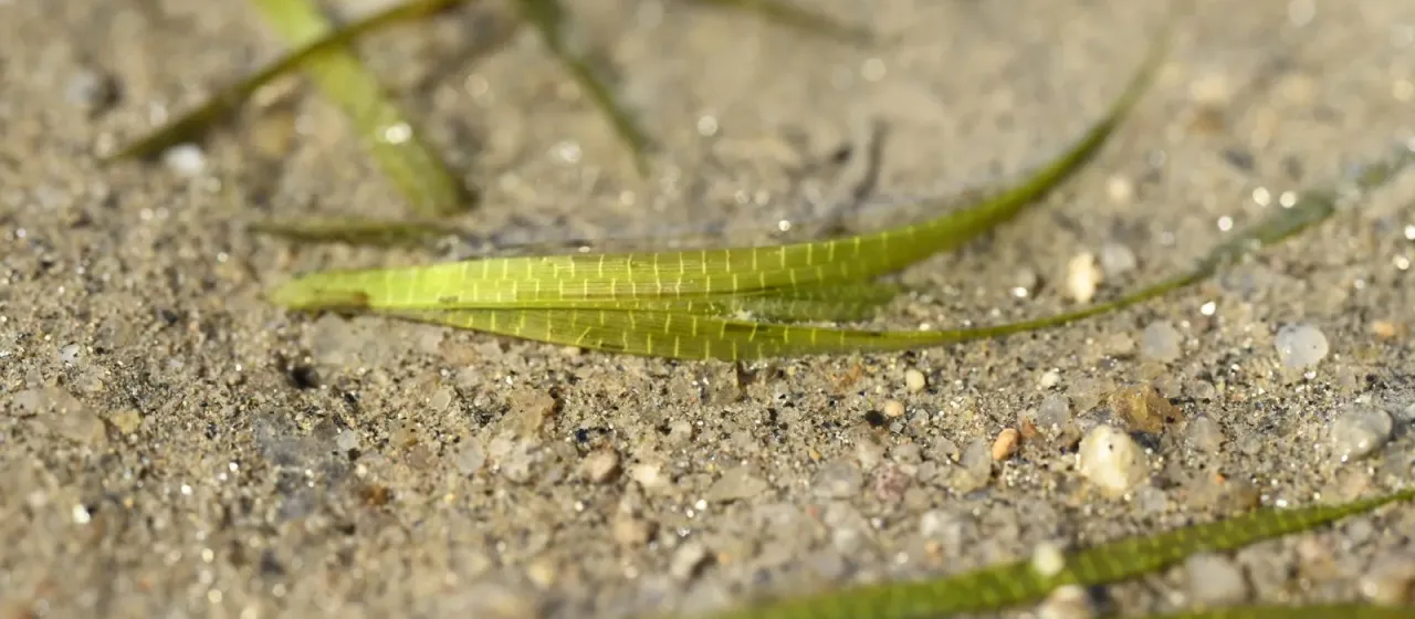 Japanese eelgrass