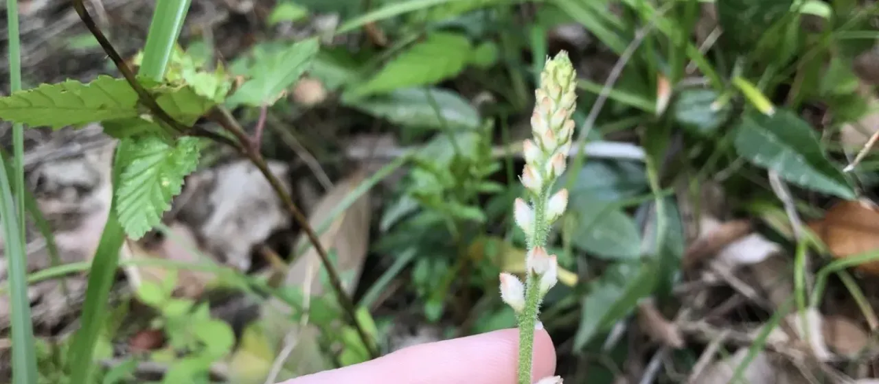 Aletris spicata