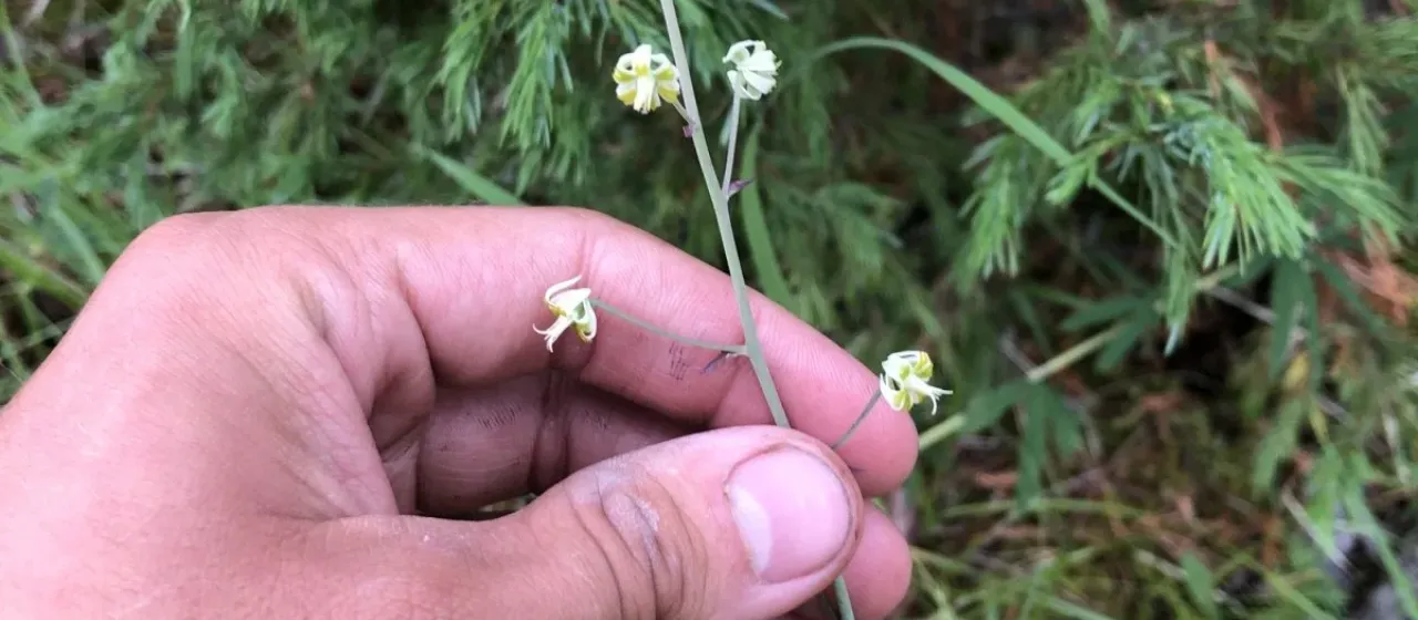 Siberian anticlea