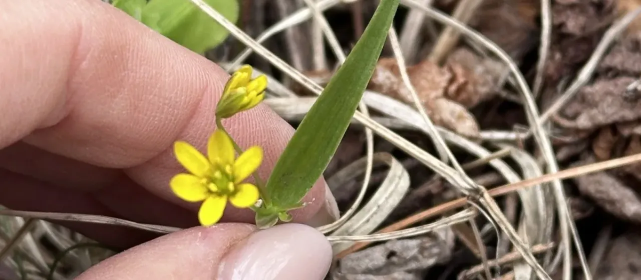 Gagea hiensis