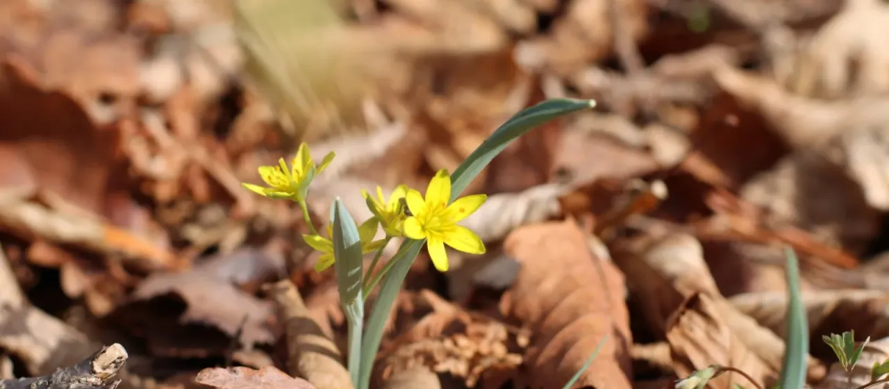 Nakaiana star-of-Bethlehem