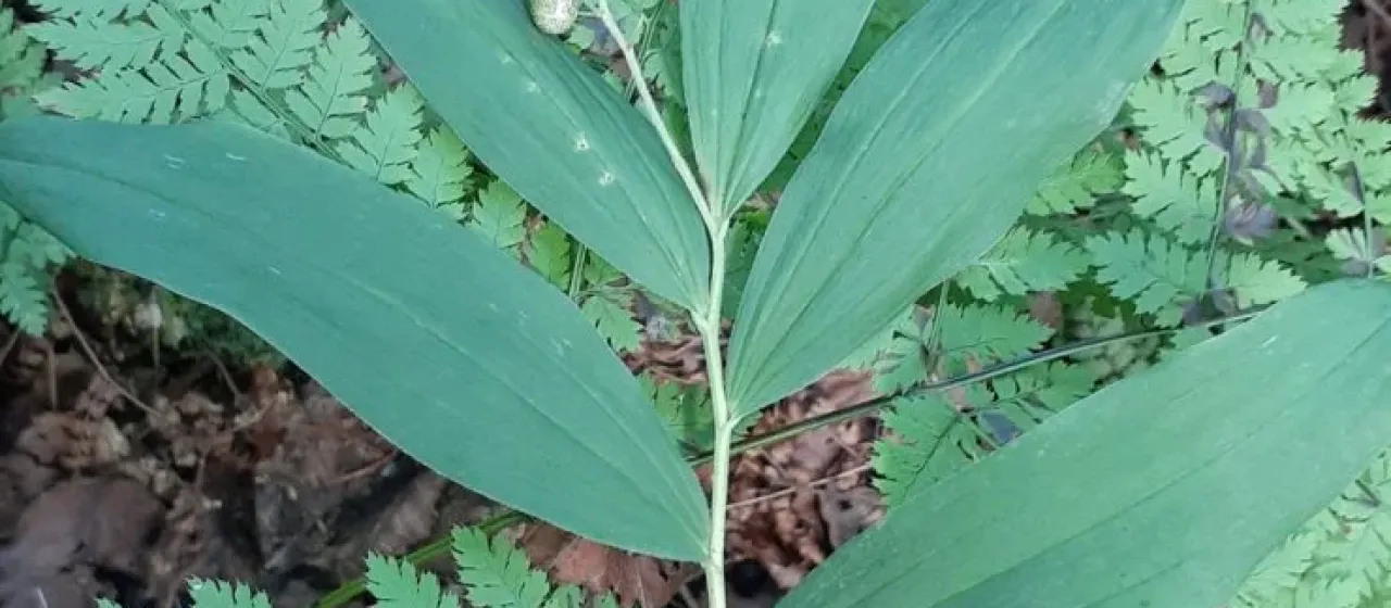 Dahurian false lily of the valley