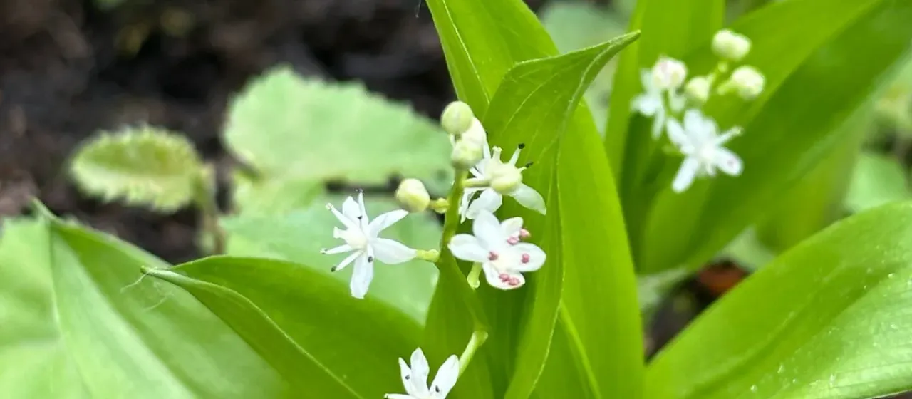 Maianthemum trifolium
