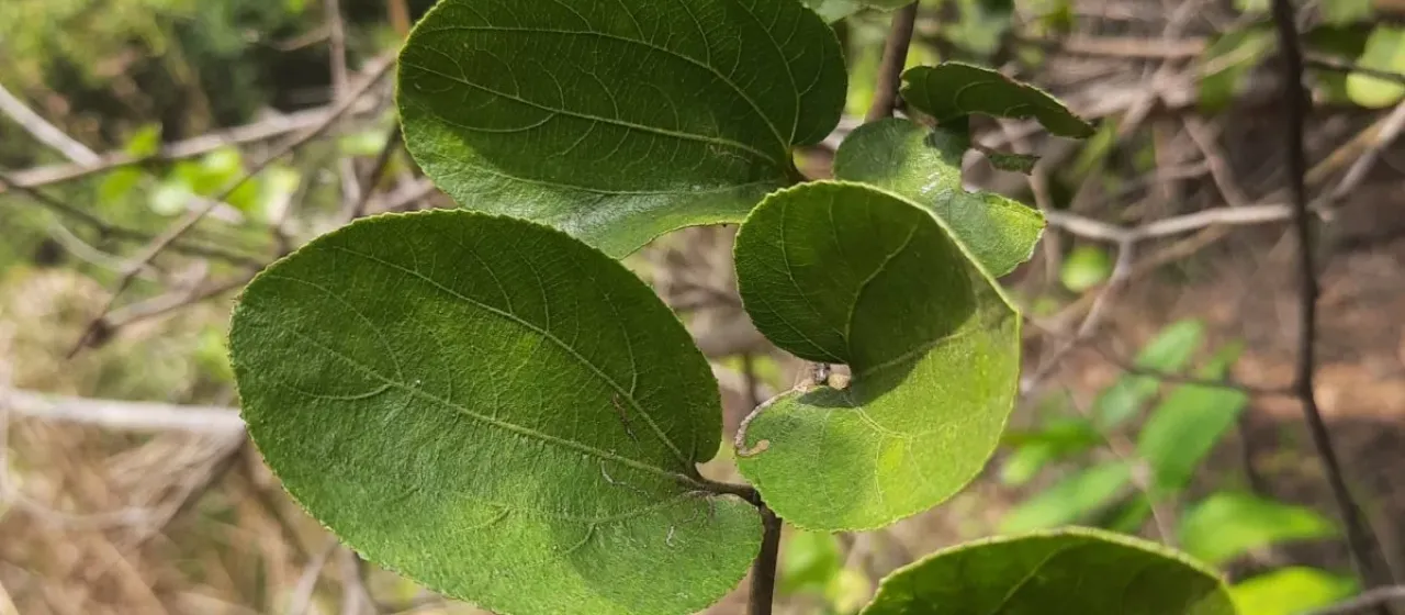 Ziziphus xylopyrus