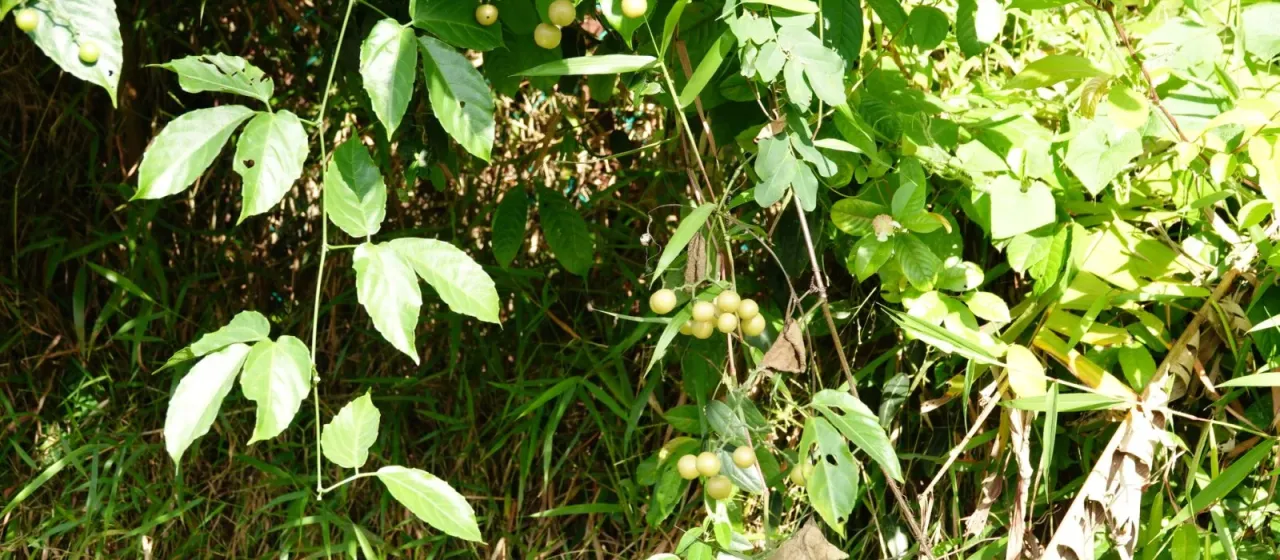 Cayratia mollissima