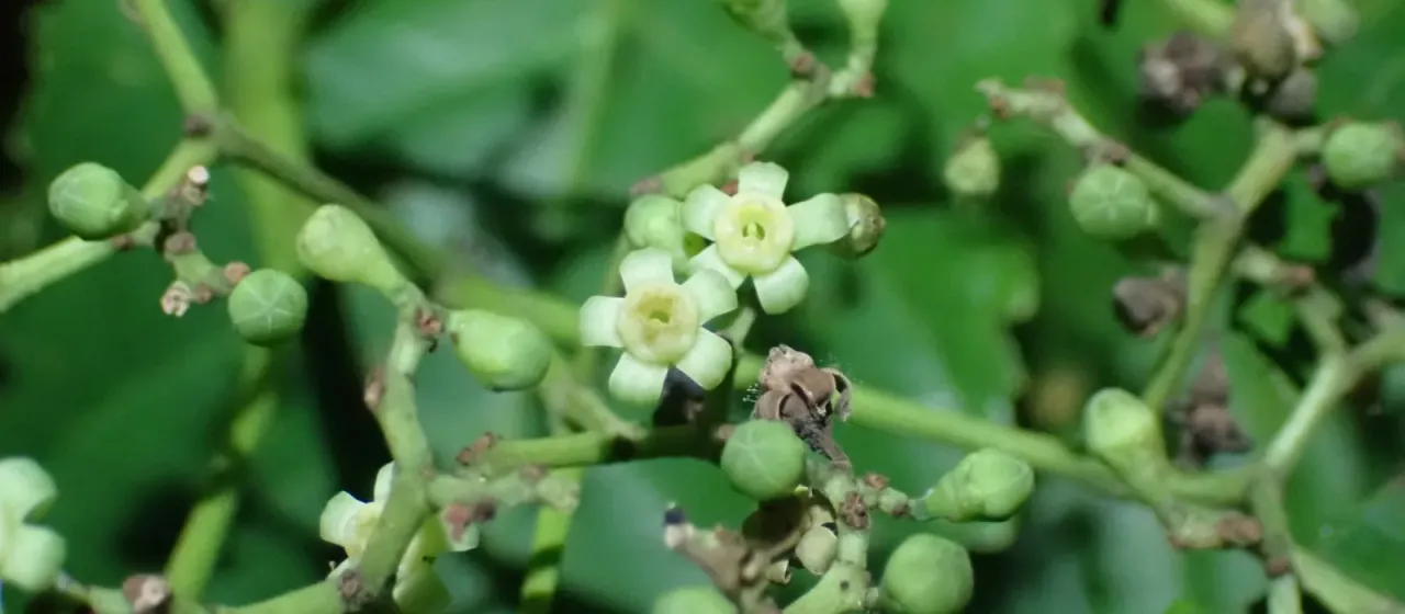 Leea indica