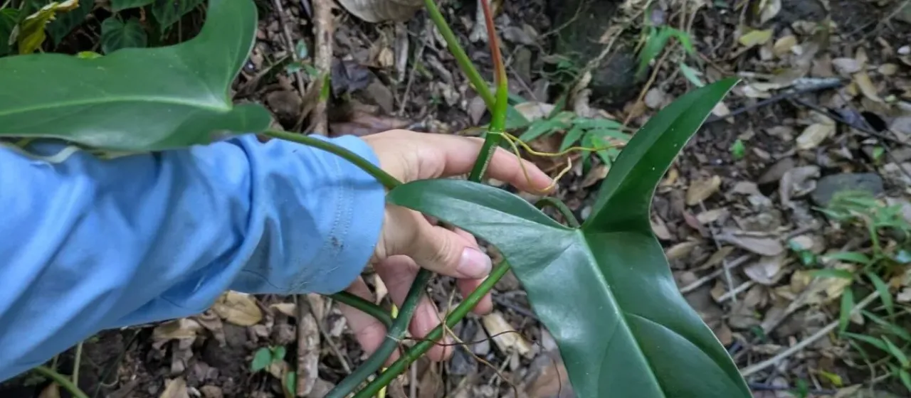 Philodendron mexicanum