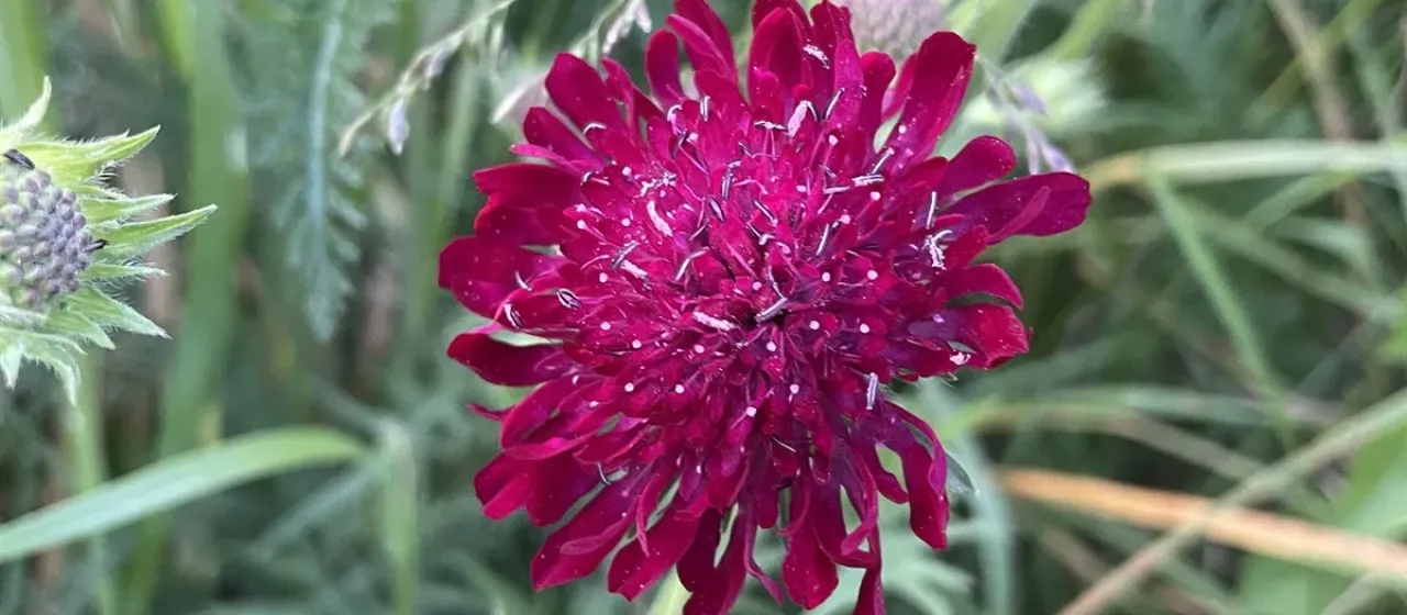 Macedonian scabious